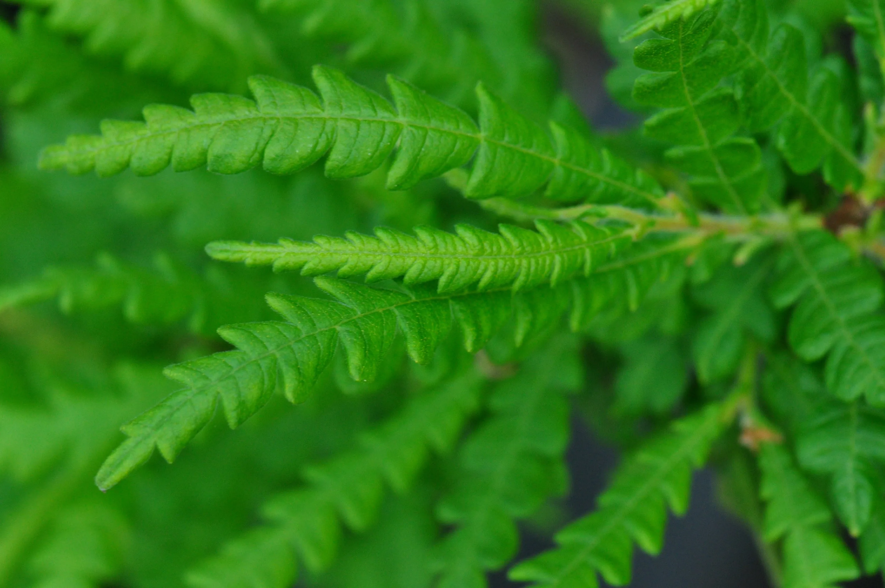 Comptonia peregrina (Sweet Fern)