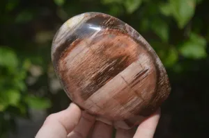 Polished Podocarpus Petrified Wood Standing Free Forms x 2 From Mahajanga, Madagascar